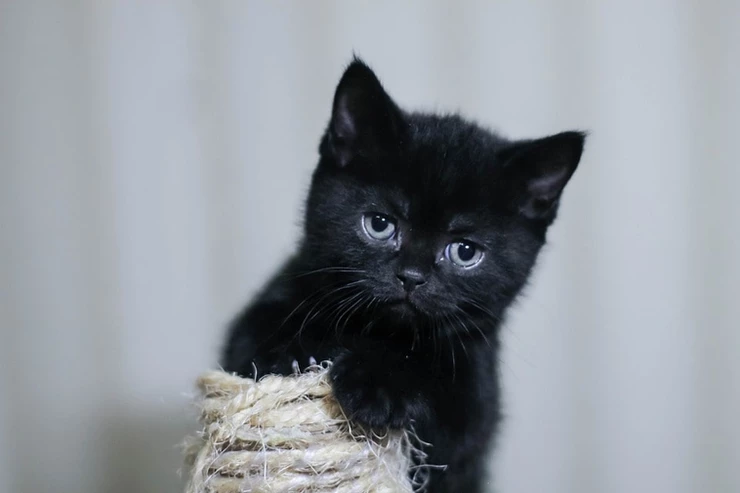 sabes-cuidar-a-un-gato-te-ensenamos-como-hacerlo