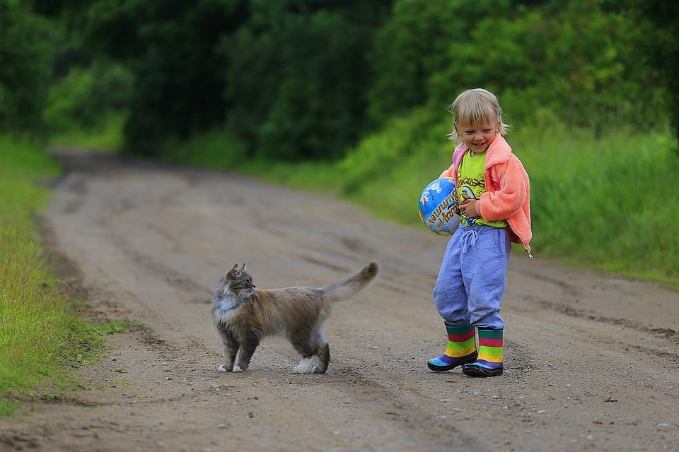 cuales-son-los-juegos-para-gatos-mas-divertido