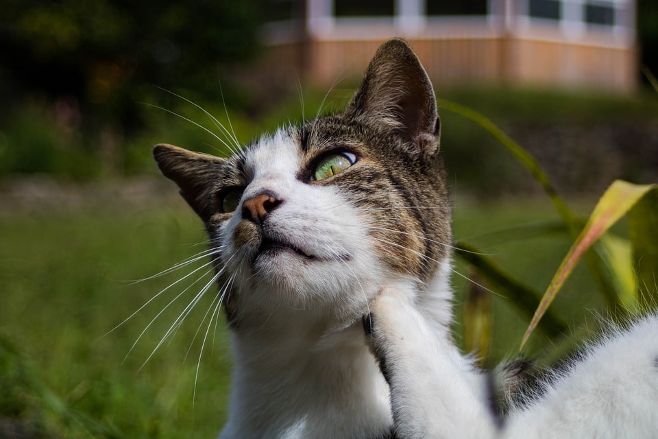 ¿Cómo-eliminar-las-garrapatas-y-pulgas-en-gatos-de-manera-definitiva?