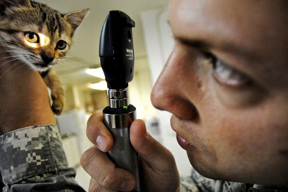 sabes-cuidar-a-un-gato-te-ensenamos-como-hacerlo