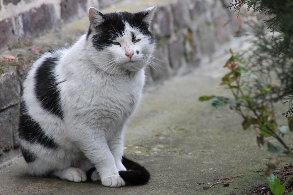 gatos-ancianos-cambios-de-la-madurez-a-la-vejez