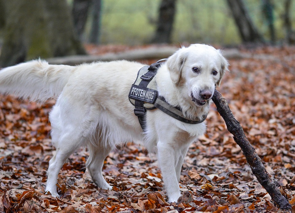 12-asombrosas-curiosidades-sobre-los-perros