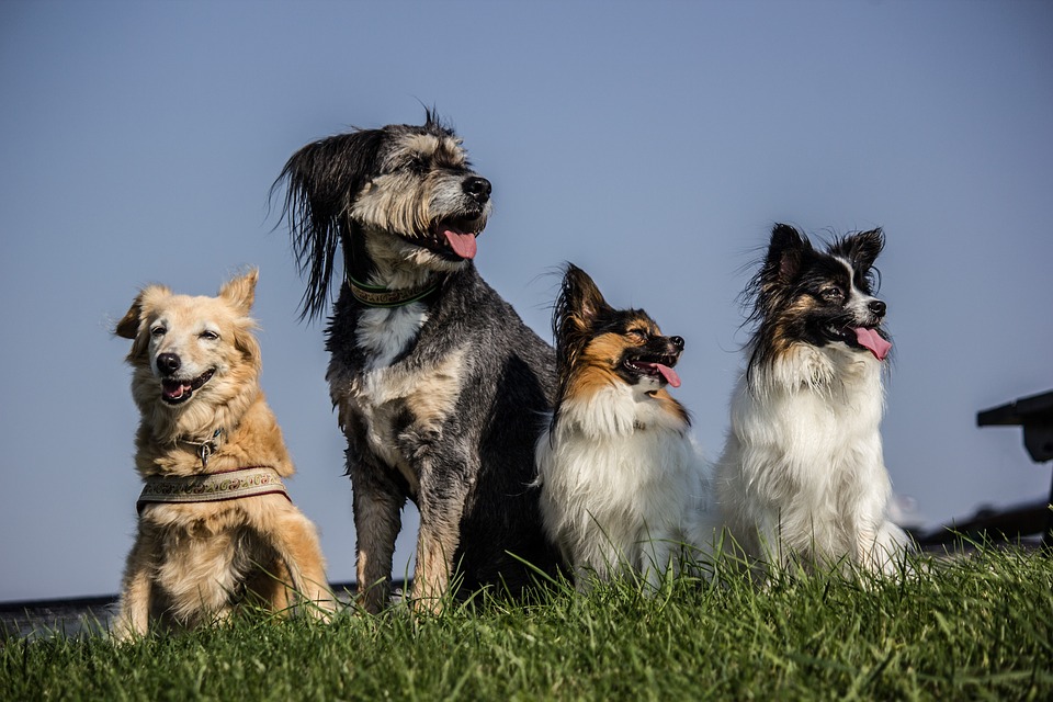 12-asombrosas-curiosidades-sobre-los-perros