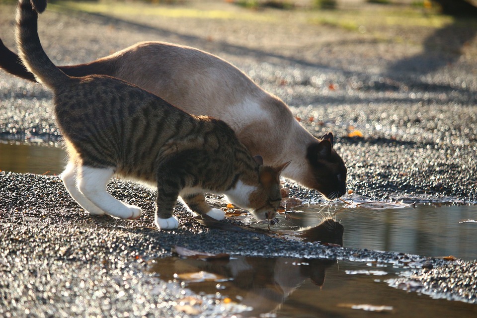 conoce-el-promedio-de-vida-de-tu-gato