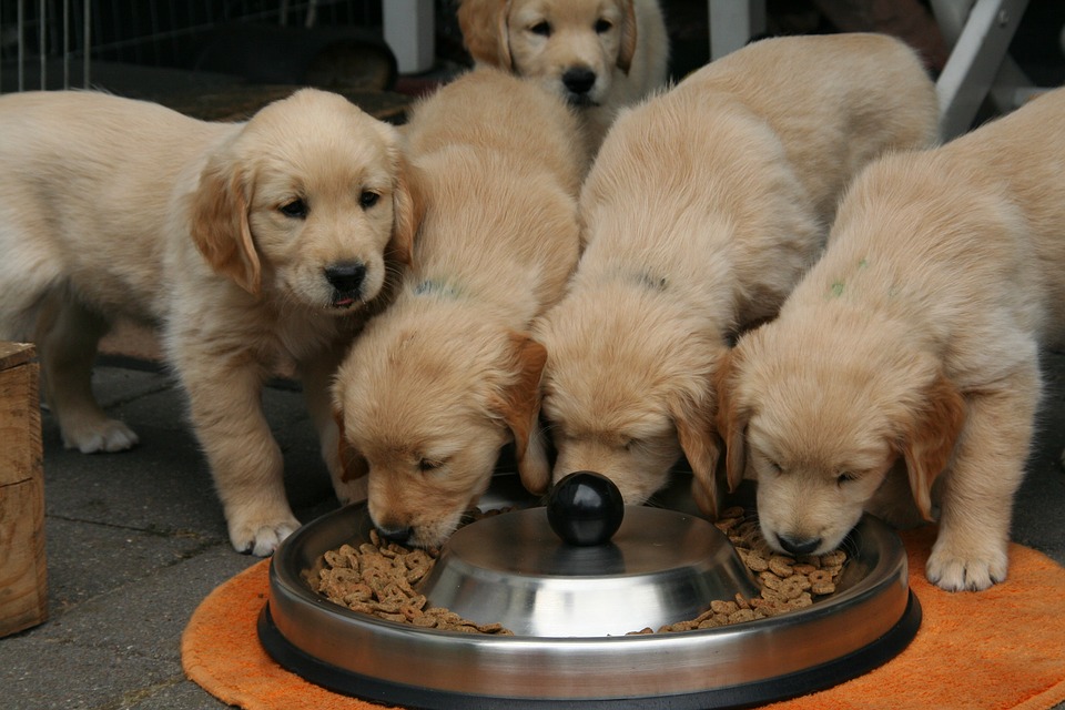 alimento-a-granel-enemigo-silencioso-de-tu-perro-3 