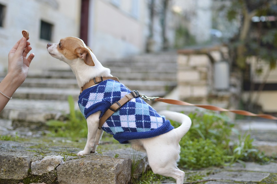 alimento-a-granel-enemigo-silencioso-de-tu-perro 