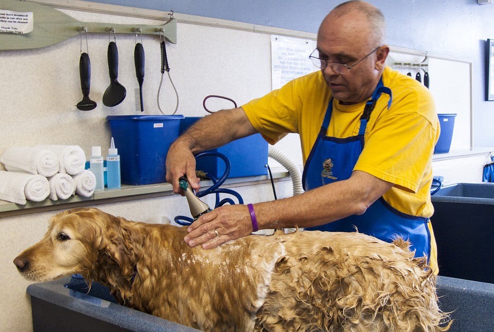 aprende-a-cuidar-el-pelo-de-tu-perro