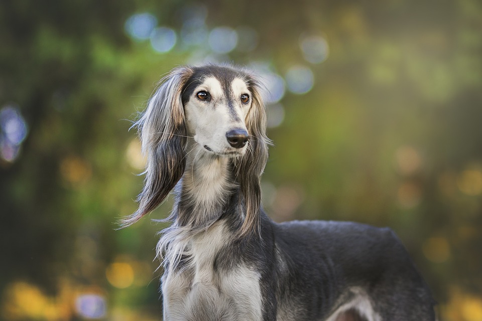 aprende-a-cuidar-el-pelo-de-tu-perro