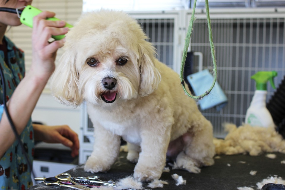 aprende-a-cuidar-el-pelo-de-tu-perro