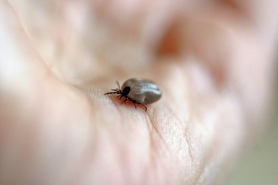 babesia-en-perros-un-parasito-mortal-transmitido-por-la-garrapata