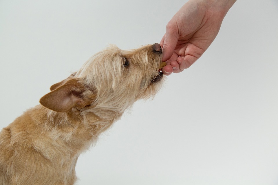 cantidad-de-comida-para-perros-cual-es-la-ideal-3