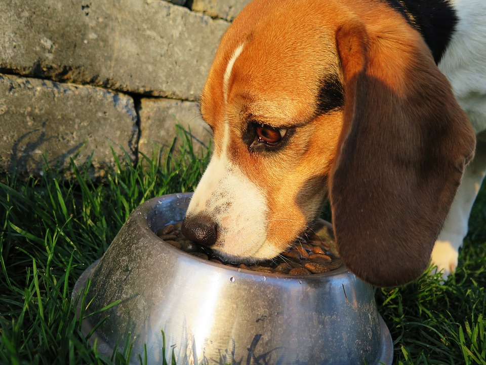 cantidad-de-comida-para-perros-cual-es-la-ideal