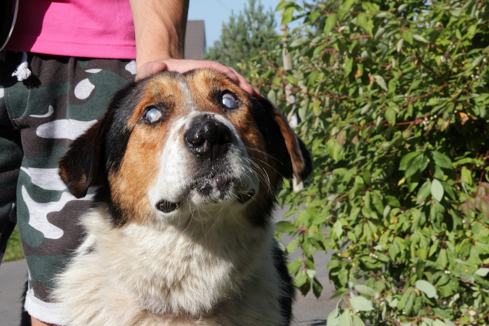 rociar proteger Adviento Ceguera en perros: ¿cómo detectarla en su fase inicial?