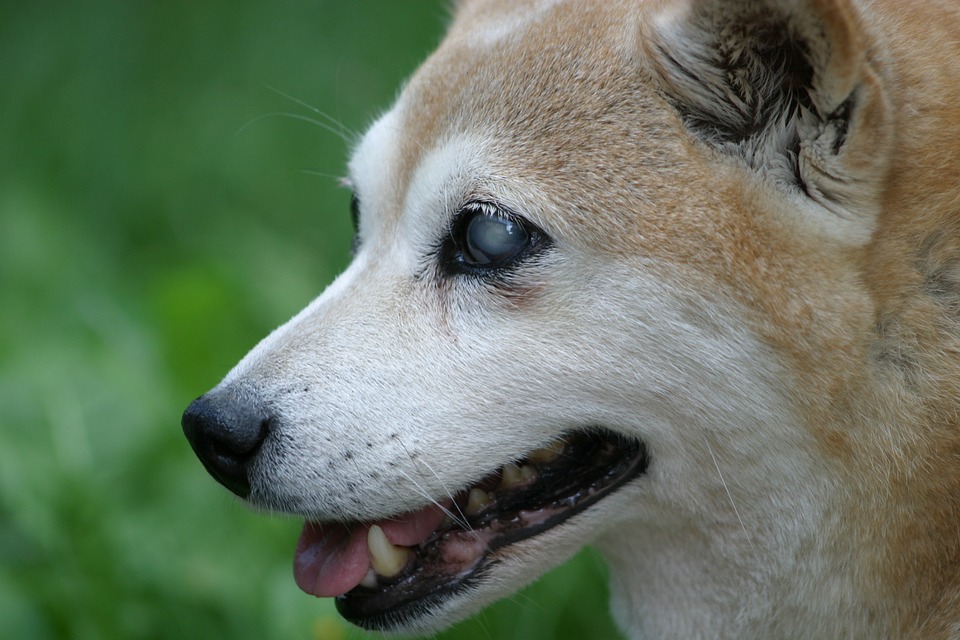 rociar proteger Adviento Ceguera en perros: ¿cómo detectarla en su fase inicial?