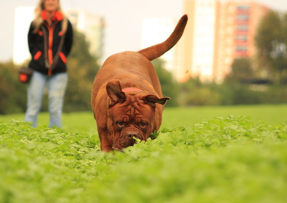 como-debe-ser-la-alimentacion-para-perros-adultos