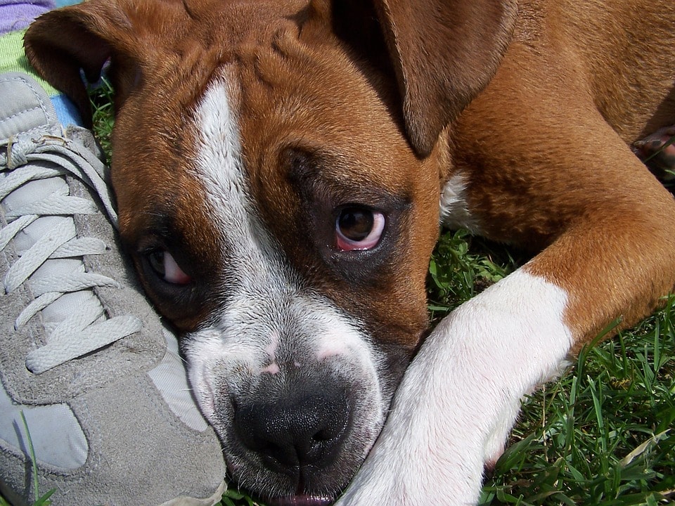 como-encontrar-a-tu-mascota-perdida