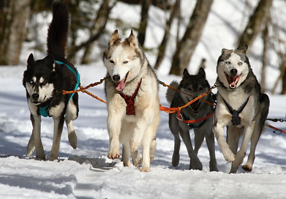 como-es-el-caracter-de-los-perros-segun-cada-raza