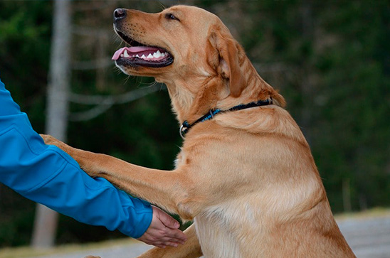 como-ganar-la-confianza-de-un-perro-mediante-el-saludo