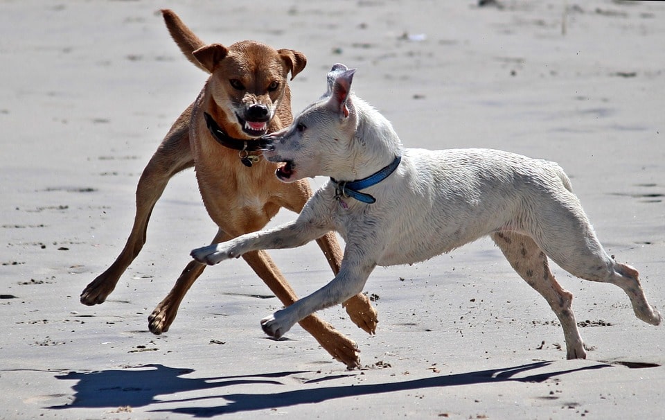 como-se-debe-reaccionar-ante-el-ataque-de-un-perro