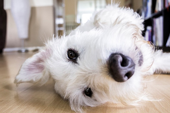 como-tener-un-perro-en-un-departamento