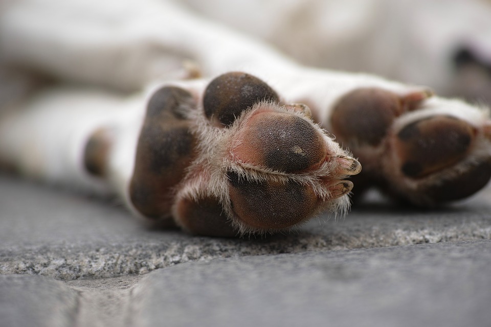 consecuencias-de-no-cortar-las-unas-a-los-perros