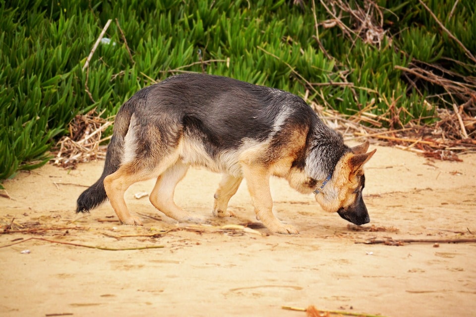 coprofagia-canina-por-que-un-perro-come-heces-suyas-o-de-otros-perros