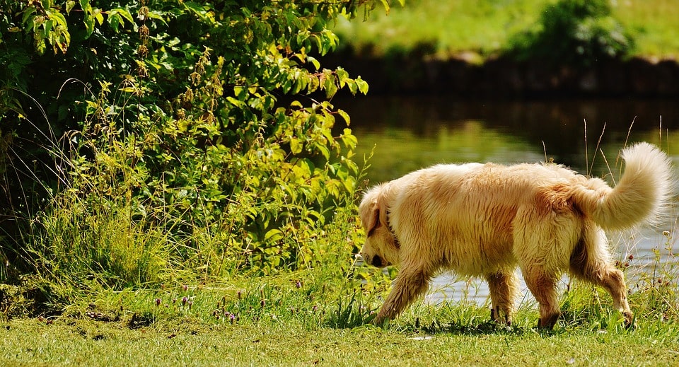 coprofagia-canina-por-que-un-perro-come-heces-suyas-o-de-otros-perros