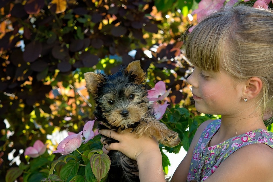 cuales-son-las-enfermedades-en-razas-pequenas-de-perros-mas-comunes