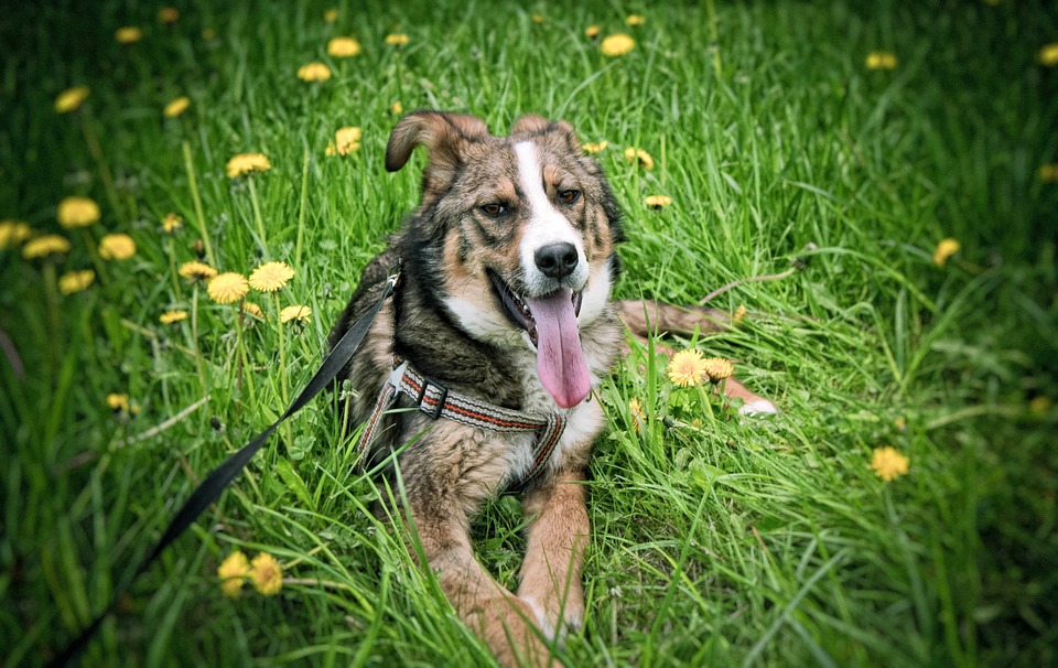 cuales-son-los-mejores-ejercicios-para-perros