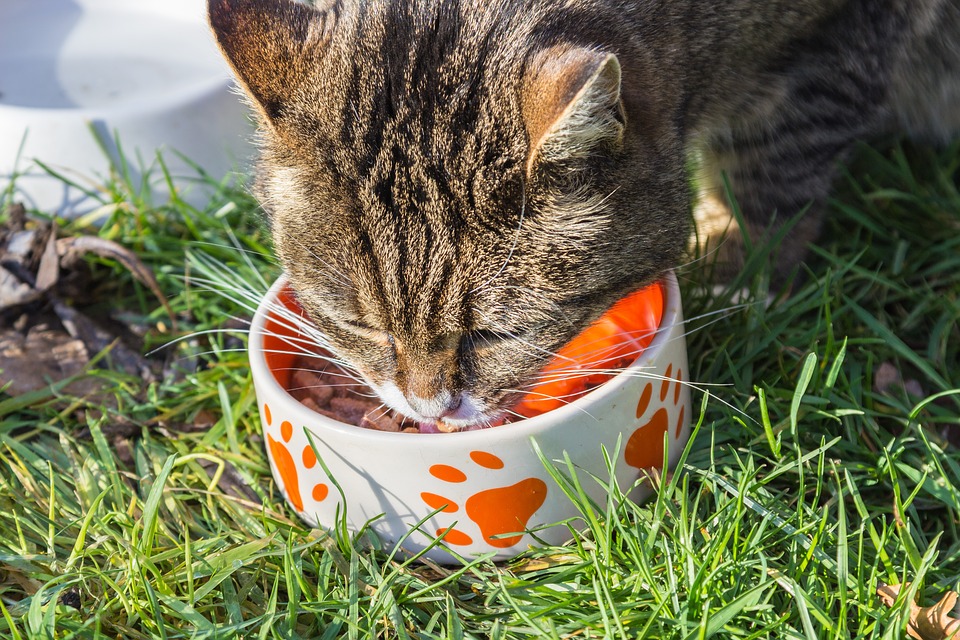 cuantas-veces-debe-comer-un-gato-durante-el-dia