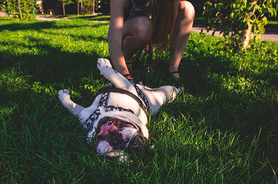 cuidado-ecologico-de-mascotas-como-cuidar-a-tu-mascota-y-al-medio-ambiente