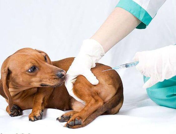 cuidado-enfermedades-transmitidas-por-perros