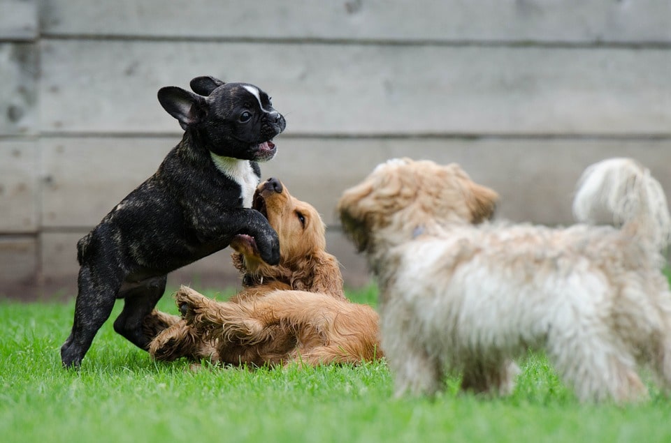 cuidado-enfermedades-transmitidas-por-perros