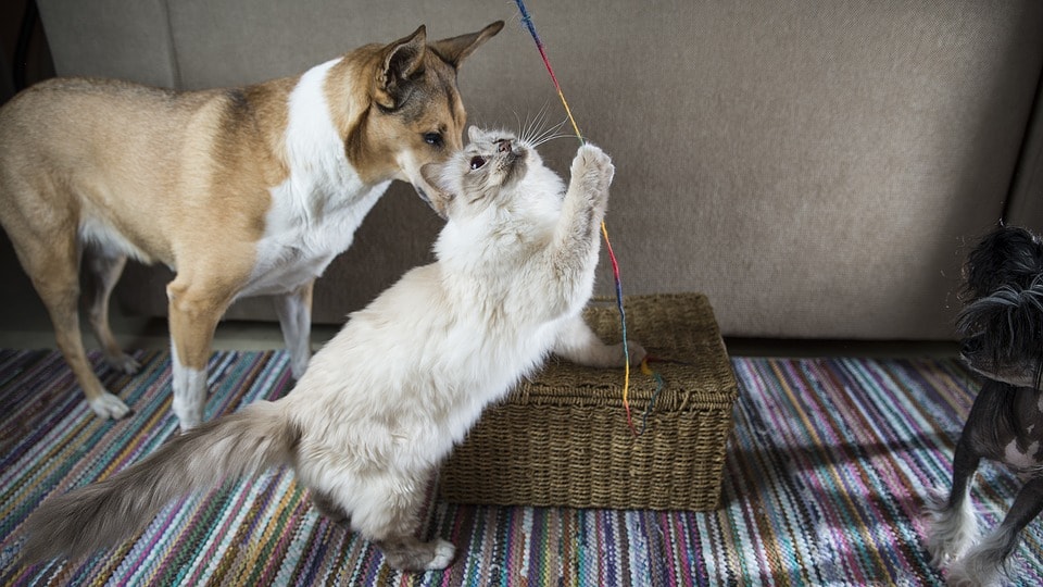 curiosas-diferencias-entre-perros-y-gatos-quedaras-con-la-boca-abierta