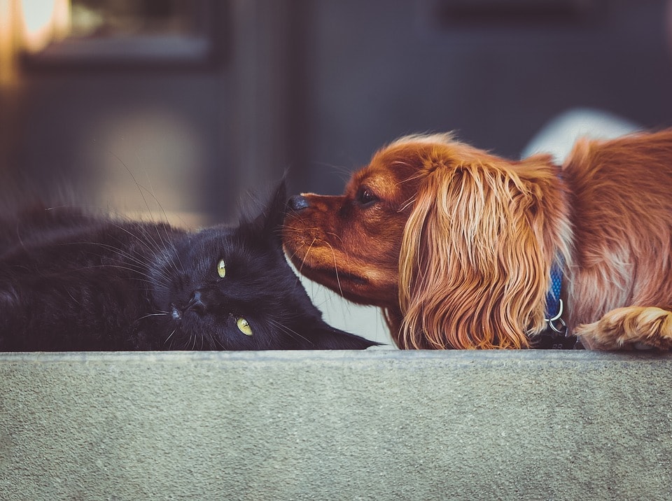 curiosas-diferencias-entre-perros-y-gatos-quedaras-con-la-boca-abierta