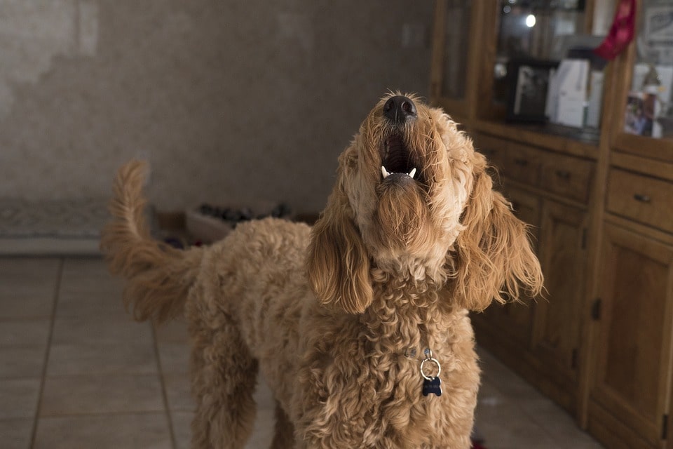 debo-preocuparme-porque-mi-perro-aulla-demasiado