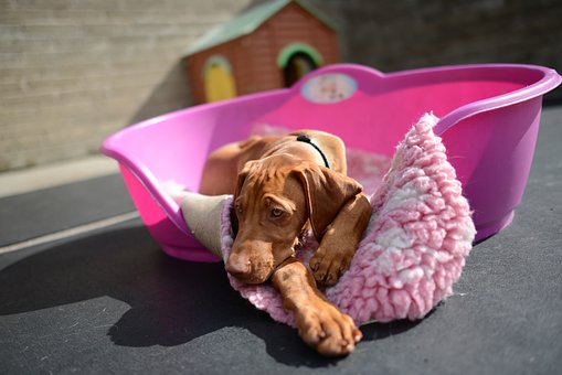 donde-puedes-dejar-a-tu-perro-cuando-te-vas-de-vacaciones