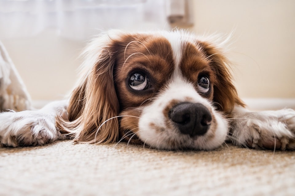 donde-puedes-dejar-a-tu-perro-cuando-te-vas-de-vacaciones