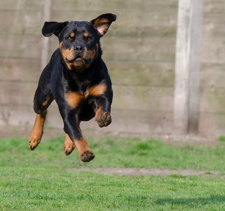 ejercicios-para-perros-rutinas-faciles-divertidas-y-saludables