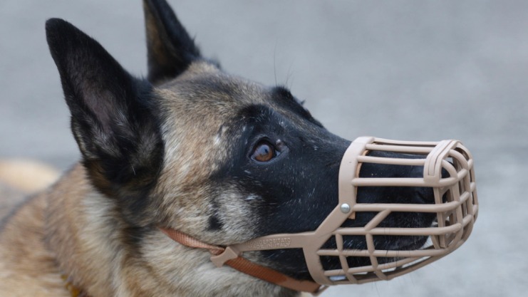 el-mejor-bozal-para-perro-como-elegirlo