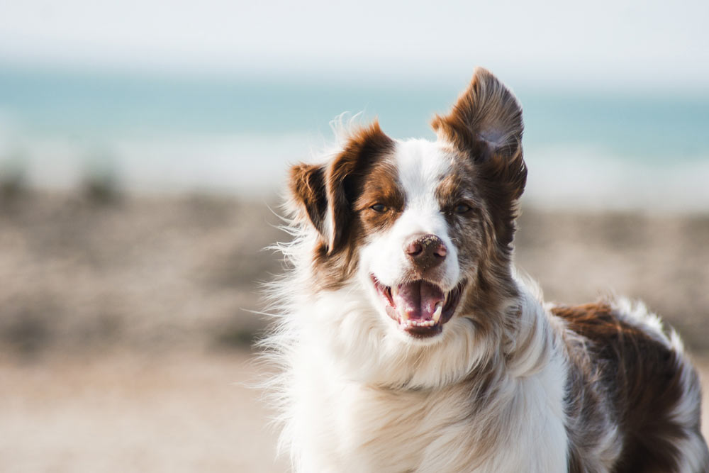 el-snack-divertido-que-tu-perro-adorara