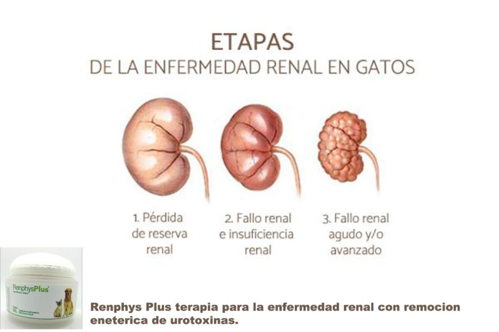 enfermedad-renal-en-gatos-y-perros-sintomas-causas-y-tratamientos