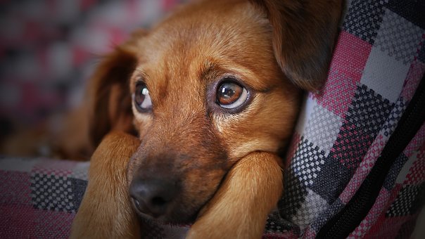 enfermedades-de-los-ojos-en-perros-causas-y-tratamientos