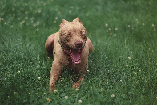 enfermedades-del-sistema-nervioso-en-perros