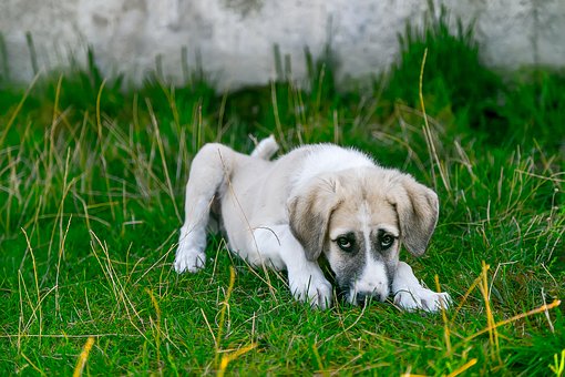 enfermedades-en-perros-sin-vacunas-letales-y-contagiosas