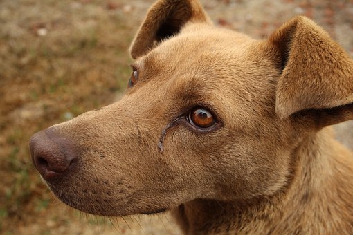 enfermedades-en-perros-sin-vacunas-letales-y-contagiosas