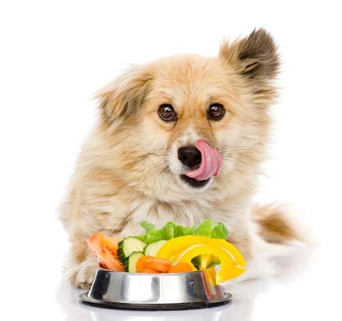 frutas-y-vegetales-para-perros