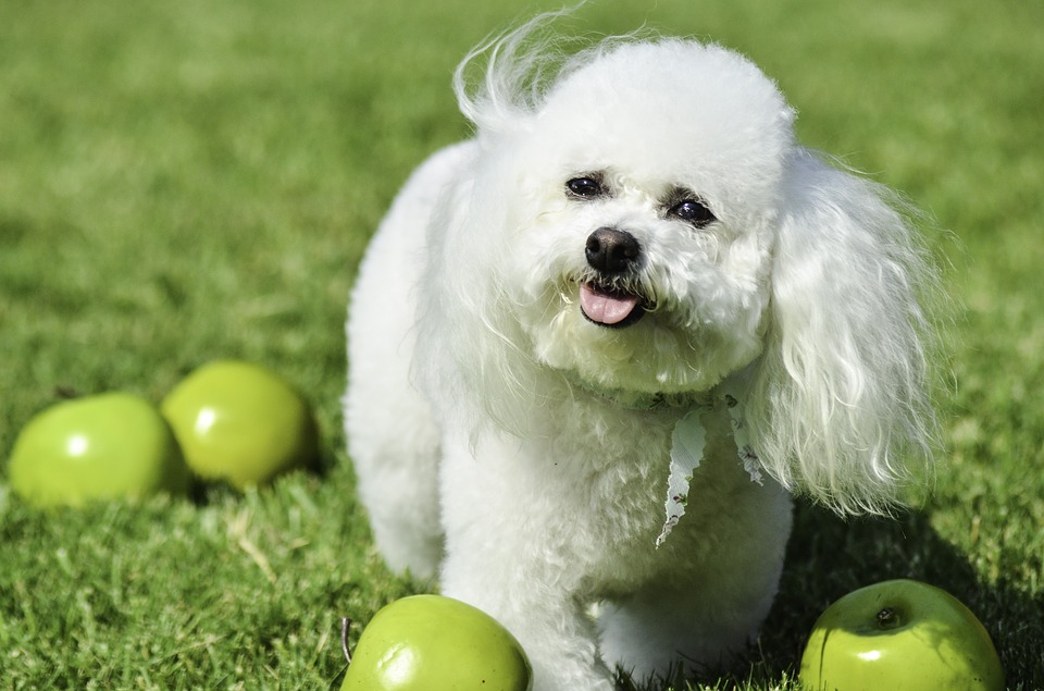 frutas-y-vegetales-para-perros