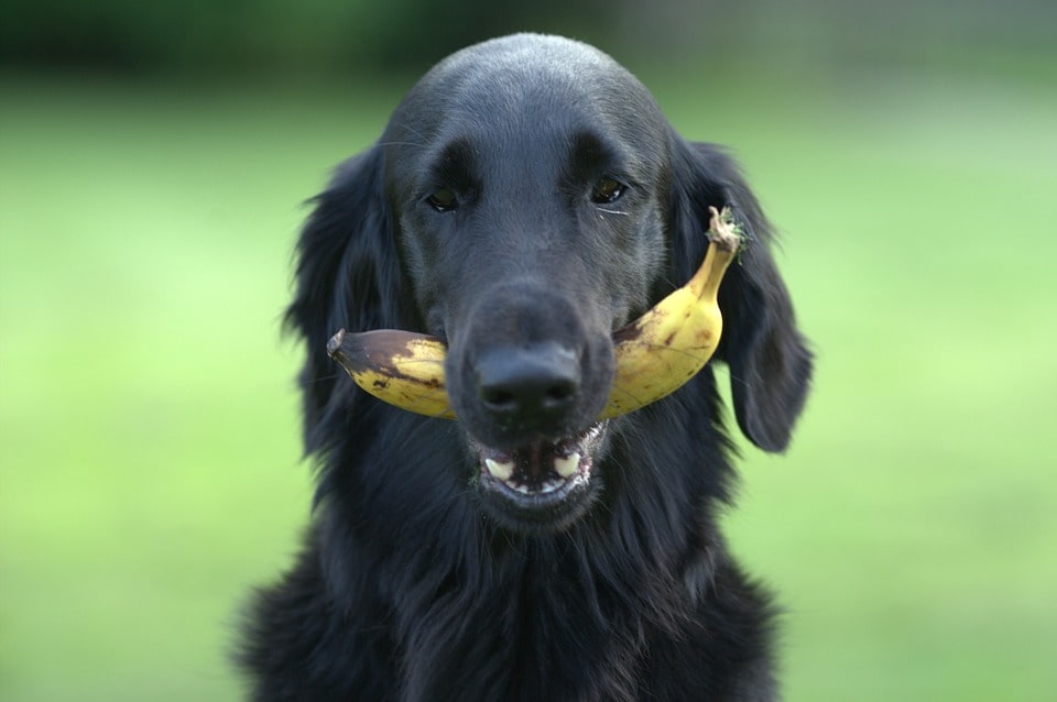 frutas-y-vegetales-para-perros