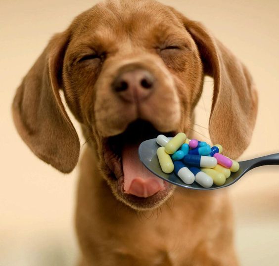 medicamentos-mortales-en-perros-y-gatos-cuales-son
